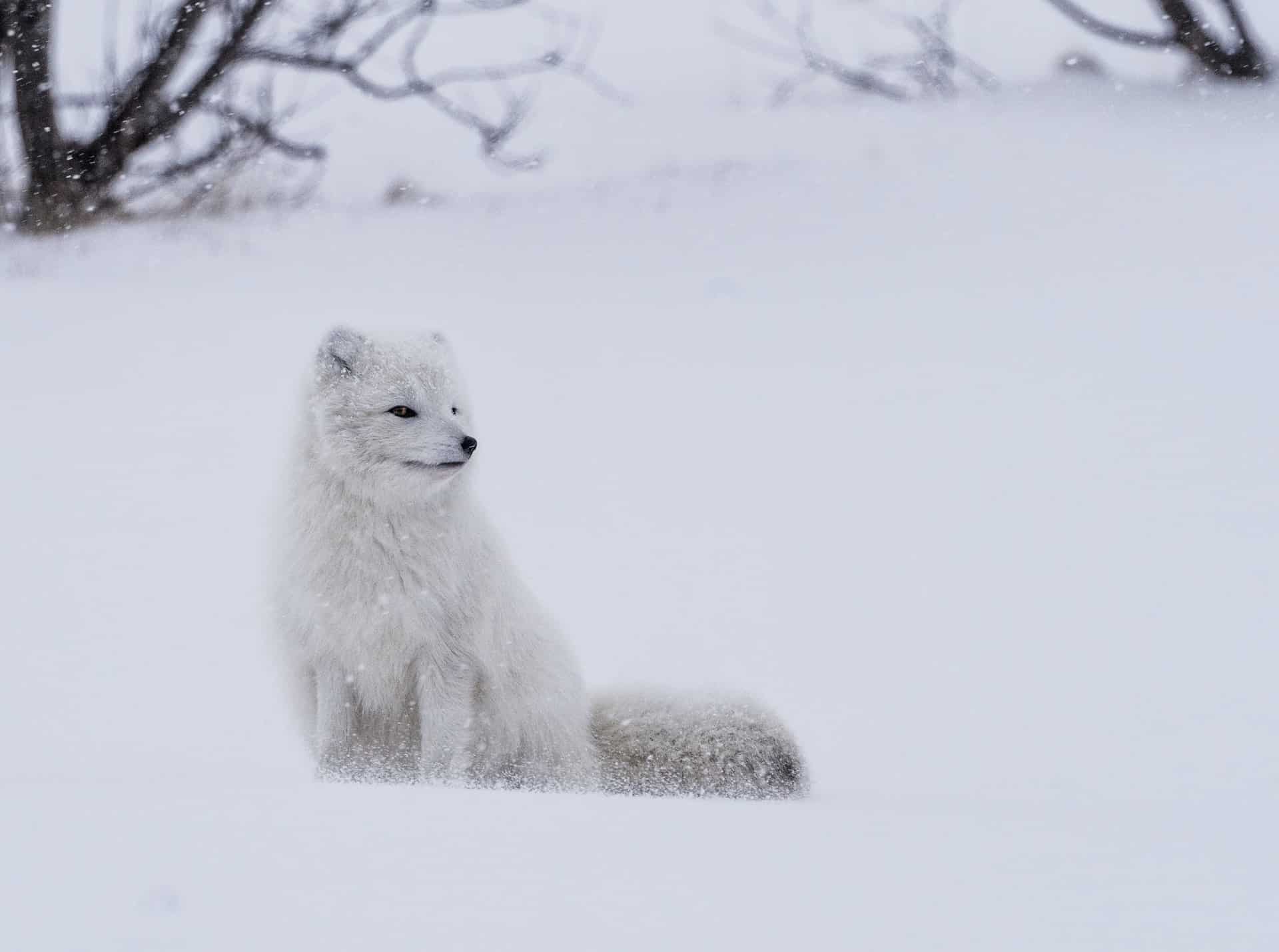 Arctic Fox Facts 40 Frosty Facts About These Furry Foxes Facts Net - arctic fox roblox