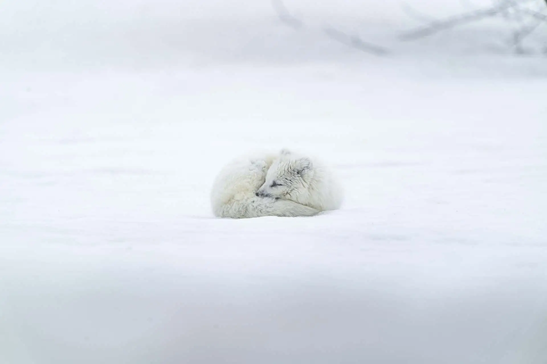 Arctic Fox - World's Warmest Coat, Crafty Tundra Dweller - FactZoo.com