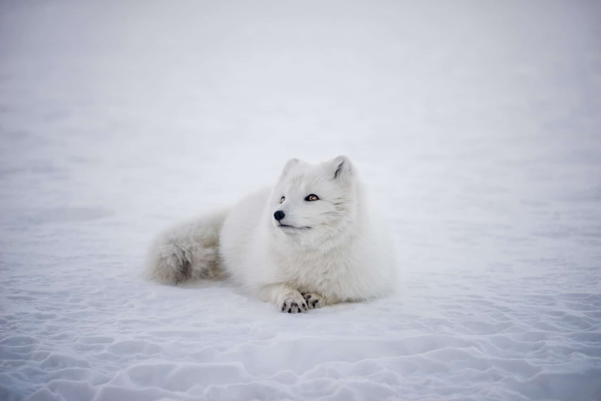 Arctic Fox Facts 40 Frosty Facts About These Furry Foxes Facts Net - roblox arctic fox tail completely white