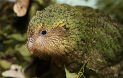 young kakapo