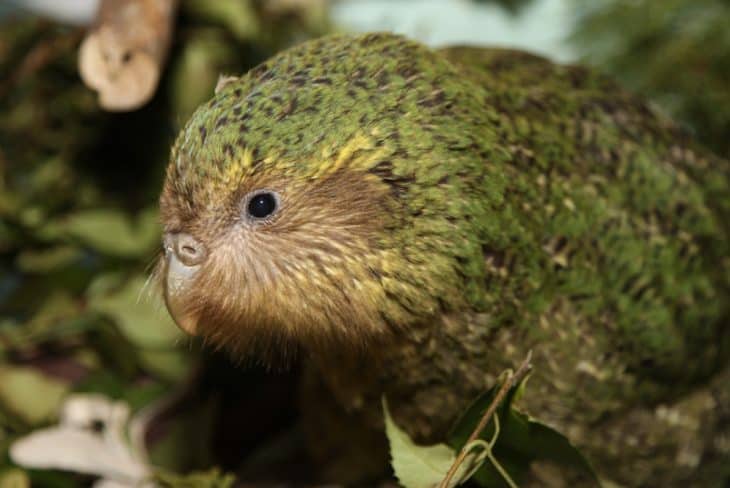 young kakapo