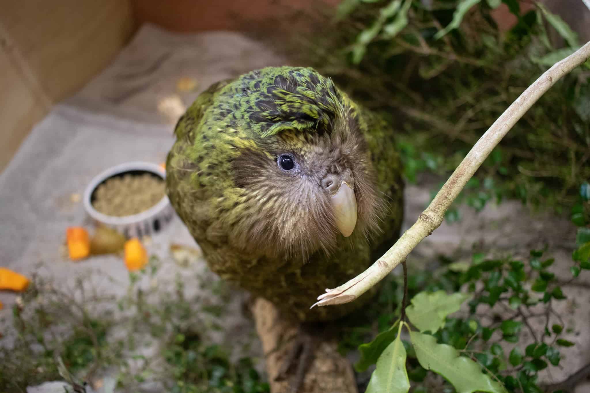 baby kakapo parrot