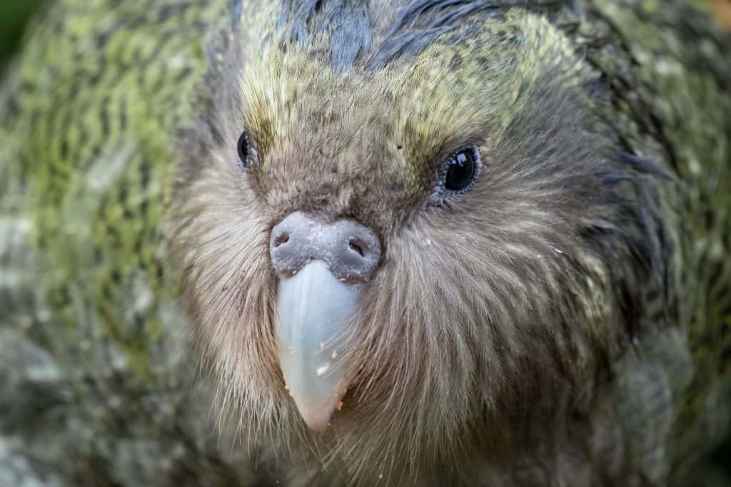 50 Kooky Kakapo Facts The Only Flightless Parrot