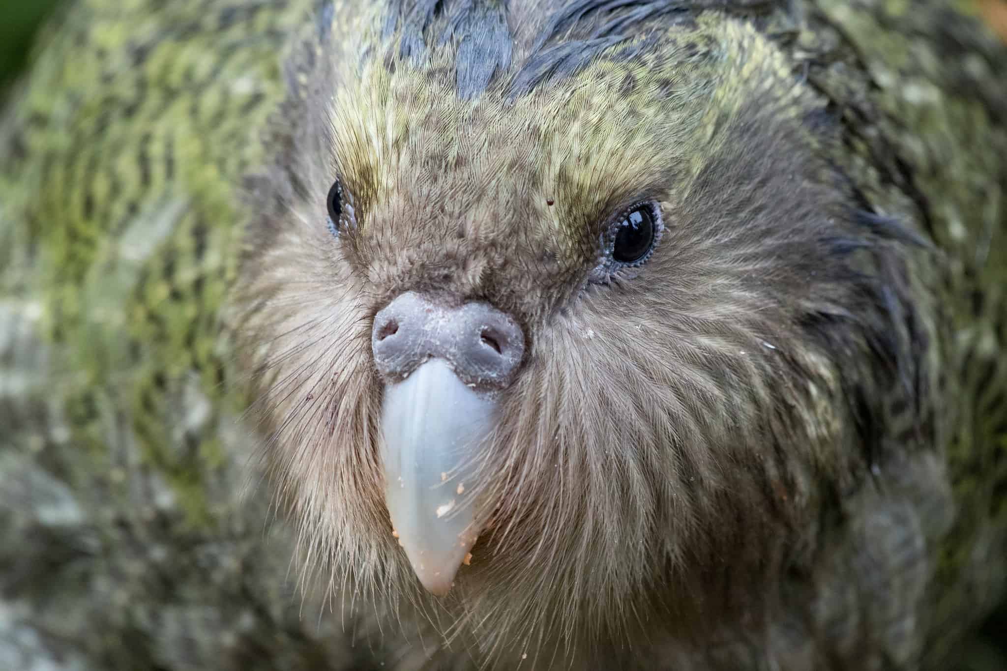 Baby Kakapo