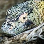 komodo dragon facts