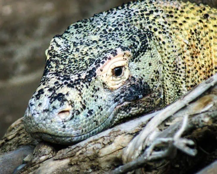 komodo dragon facts