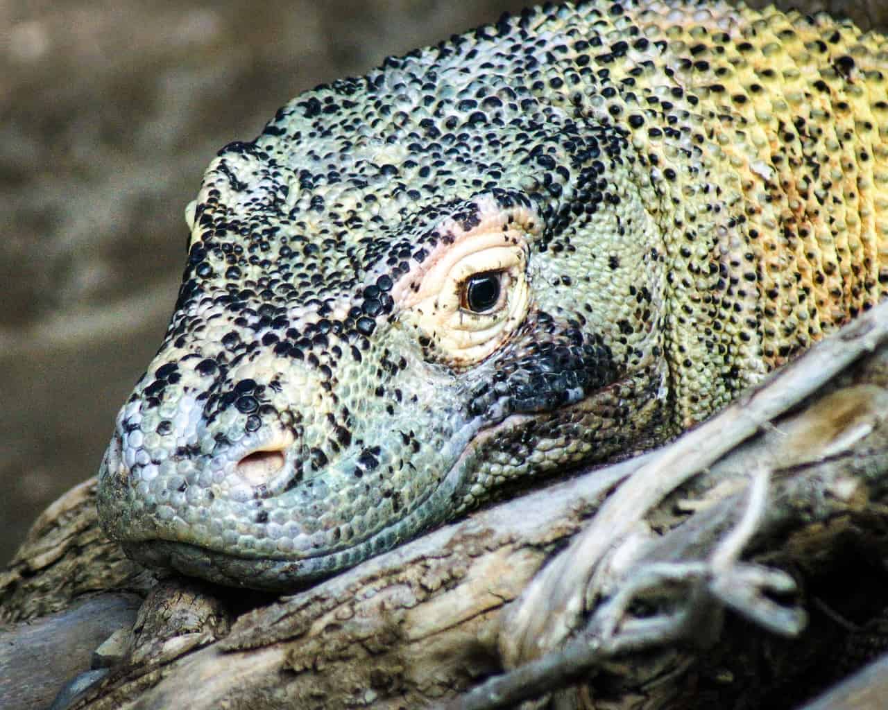 50 Unique And Fiery Komodo Dragon Facts 
