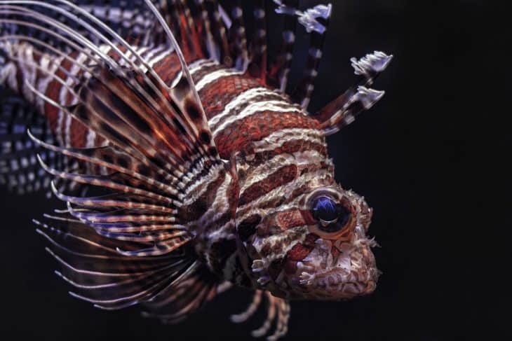 lionfish face, lionfish facts, lionfish, turkeyfish, zebrafish