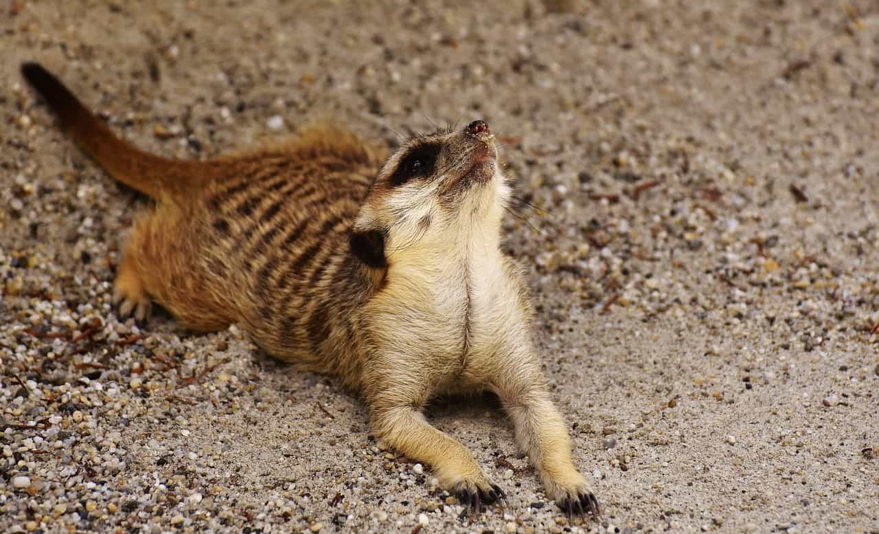 meerkat facts