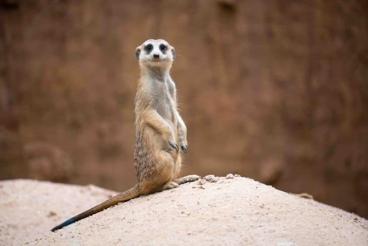 meerkat, meerkat facts