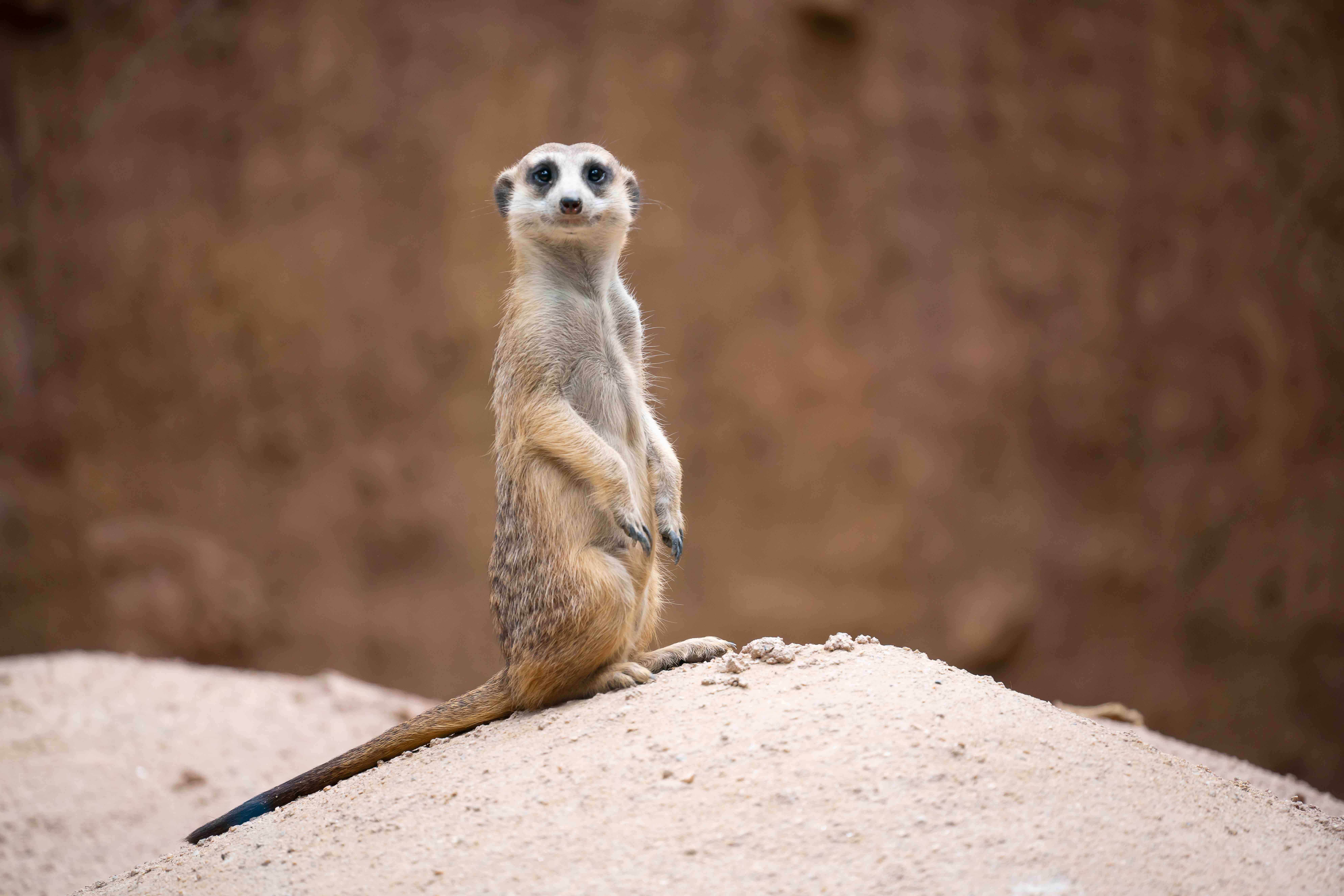 30 Meerkat Facts About The Cute Mongoose 