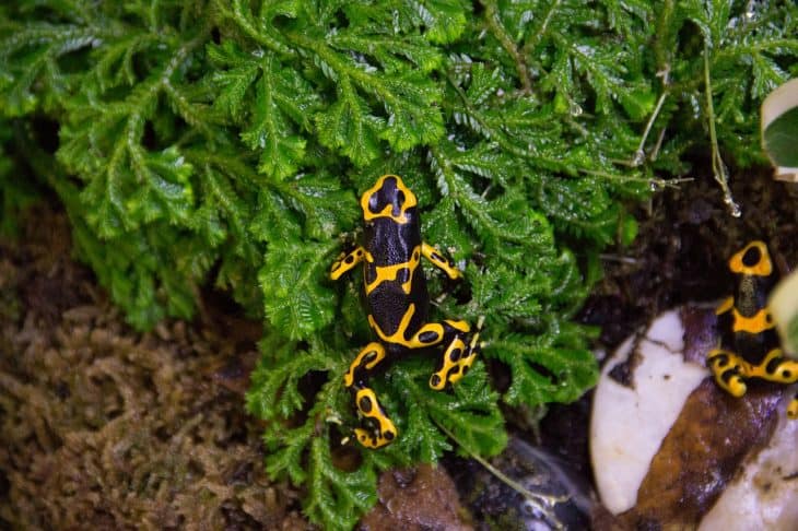 poison dart frog facts