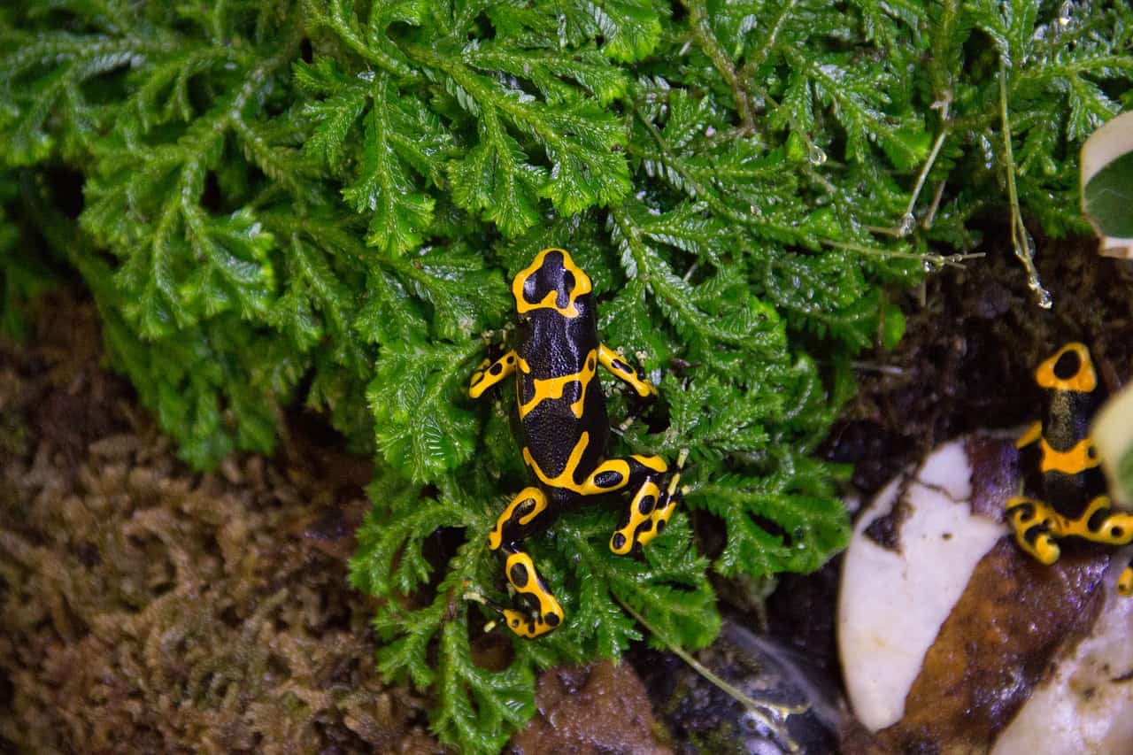30 Strong And Lethal Poison Dart Frog Facts 