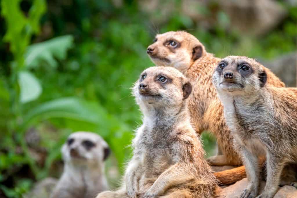 30 Meerkat Facts About The Cute Mongoose | Facts.net