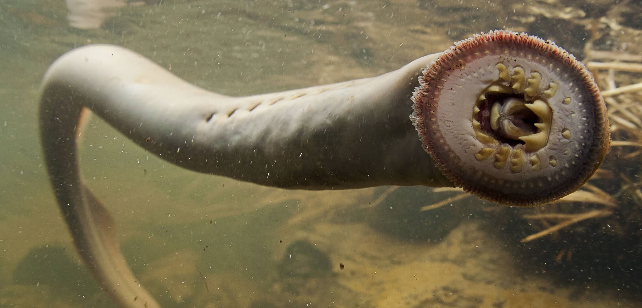 The sea's most terrifying fish is the lamprey.
