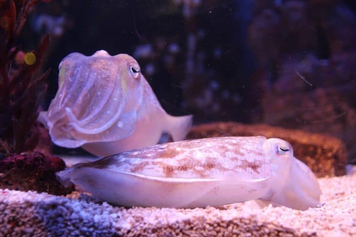 pair of cuttlefish, cuttlefish facts