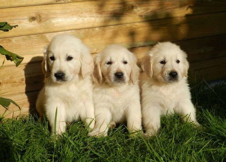 70 Golden Retriever Facts & Secrets You Never Knew - Facts.net