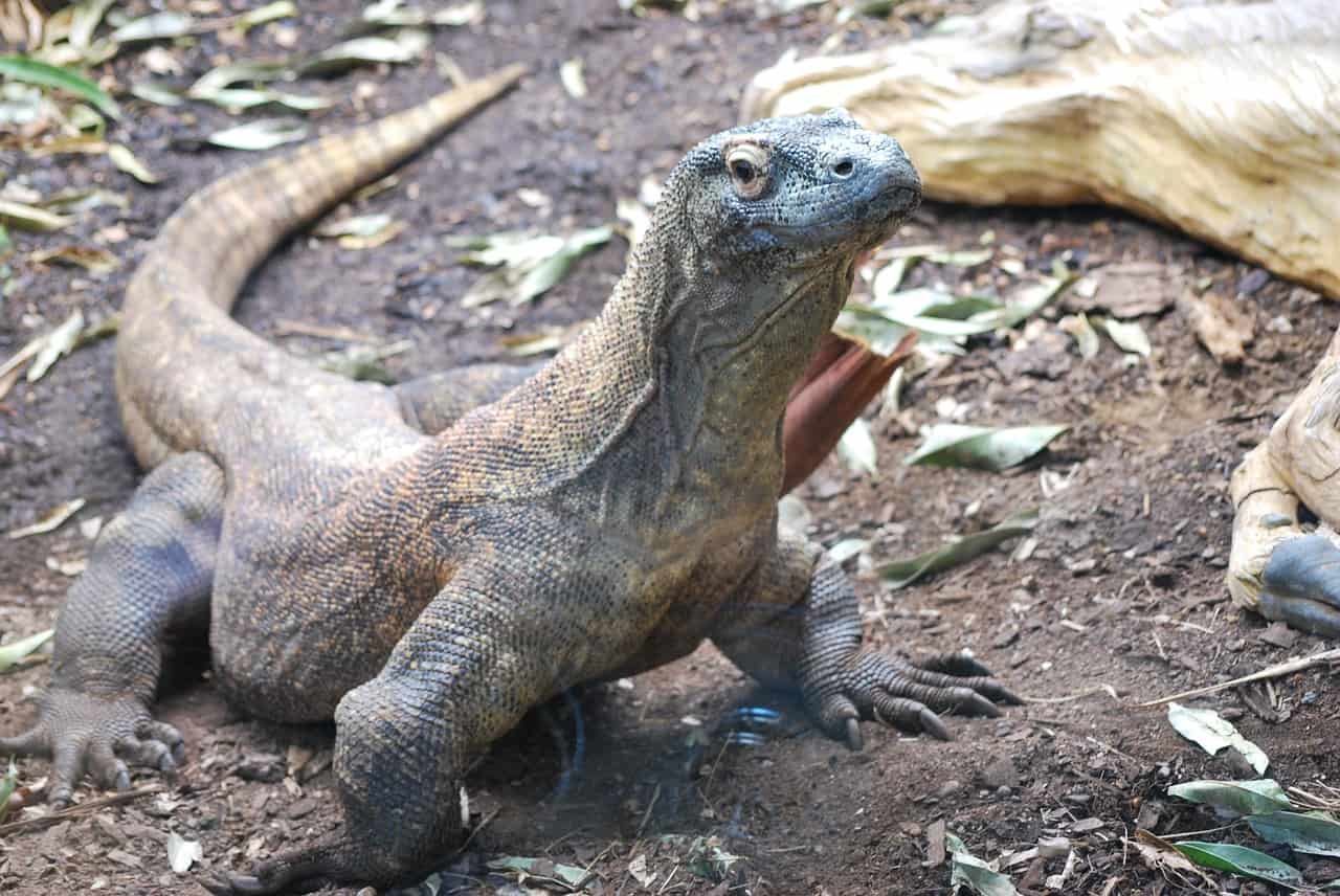 komodo dragon
