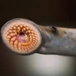 sea lamprey mouth, lamprey facts