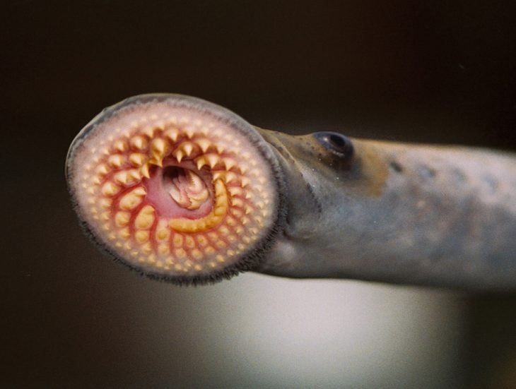 sea lamprey mouth, lamprey facts