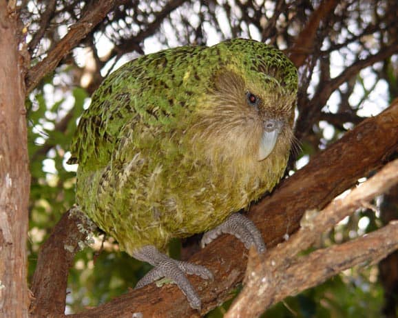 kakapo
