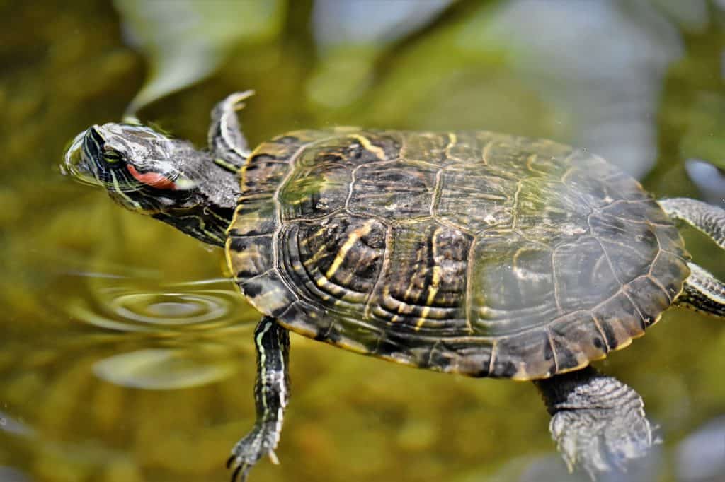 40 Turtle Facts You Have To Know Now - Facts.net