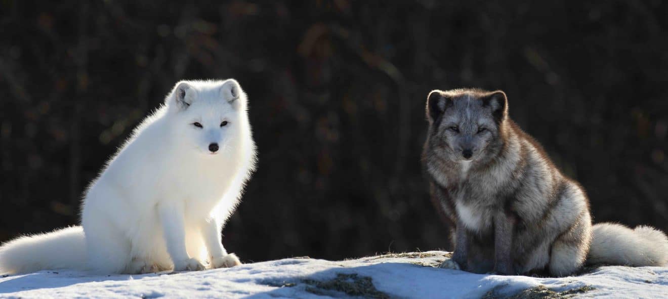 Two Arctic Foxes 1320x591 
