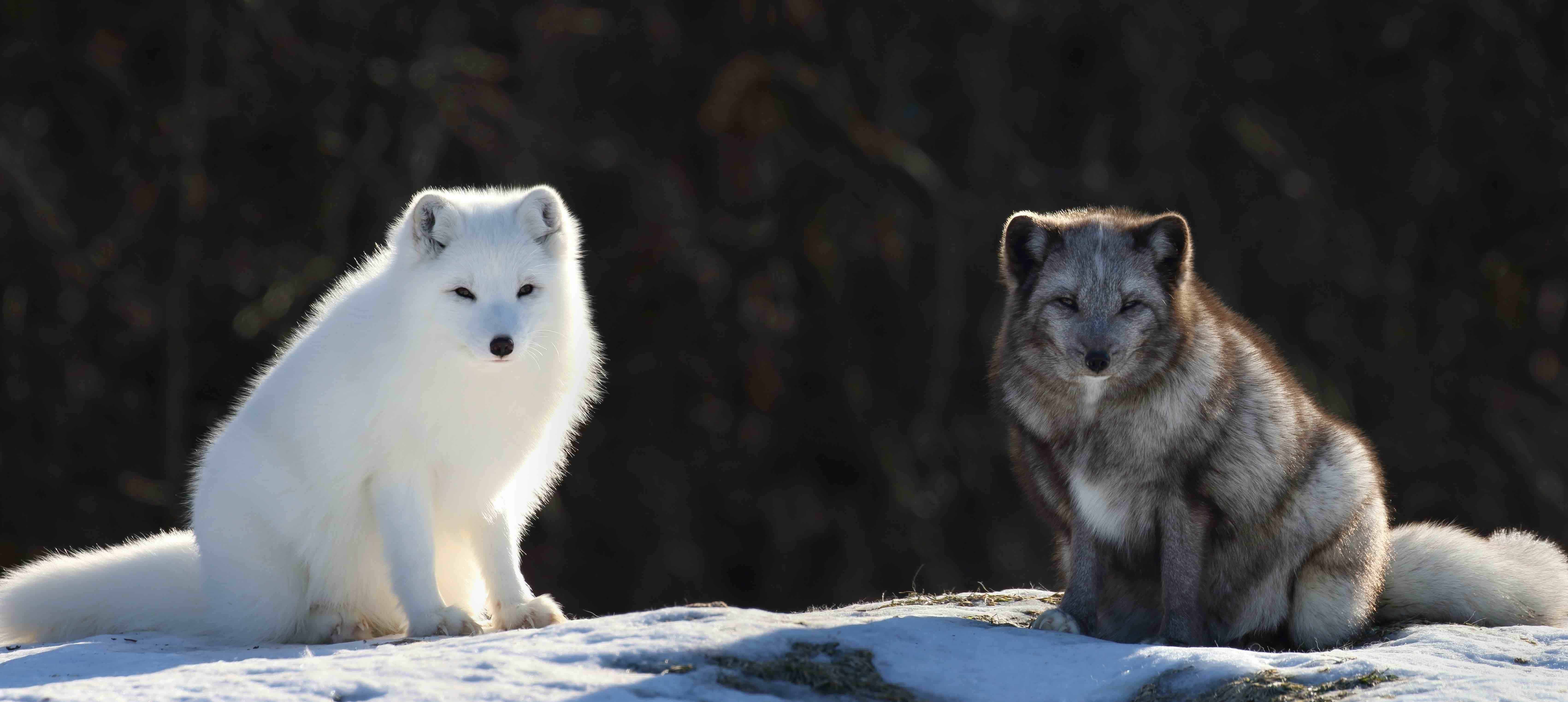 Arctic Tundra Arctic Fox