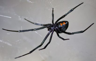 black widow spider facts