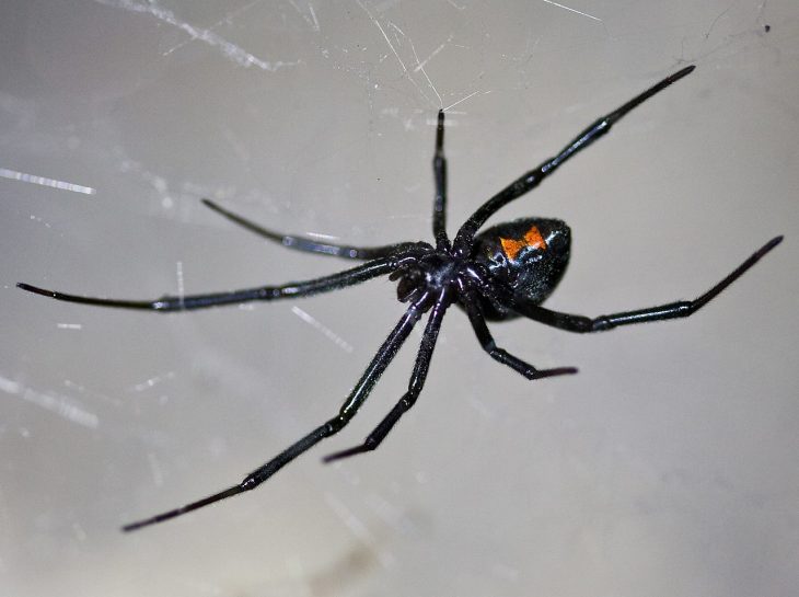 black widow spider facts