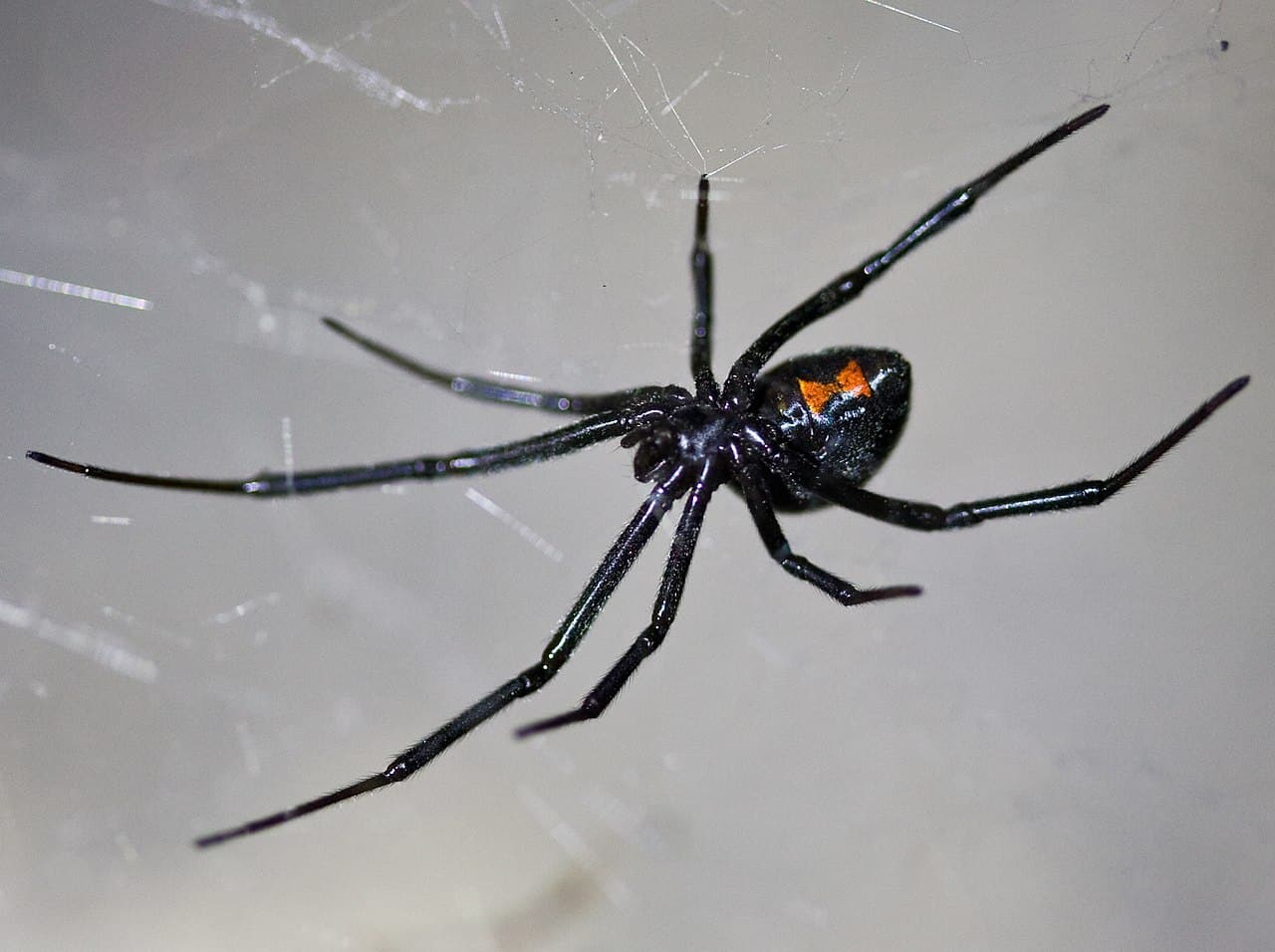 Eight Fun Facts About Black Widows, Science