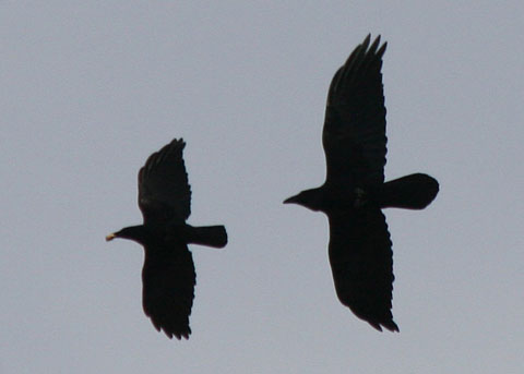 Raven VS Crow wings