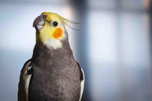 40 Cockatiel Facts Sing Along With These Adorable Birds 