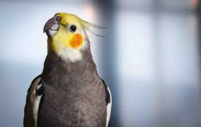 40 Cockatiel Facts Sing Along With These Adorable Birds 