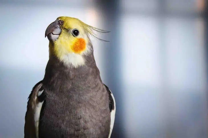 Adult male cockatiel, cockatiel facts