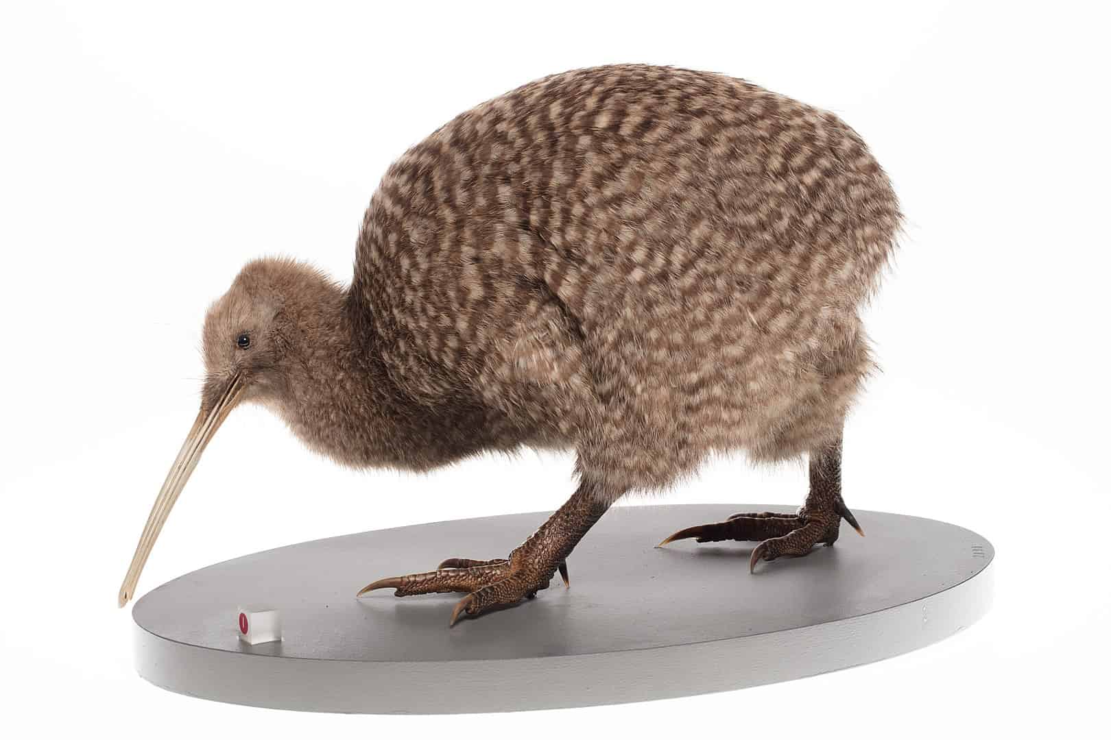 40 Kiwi Bird Facts: New Zealand's Most Iconic Animal | Facts.net