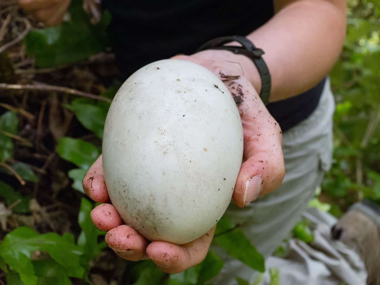 40 Kiwi Bird Facts: New Zealand's Most Iconic Animal - Facts.net