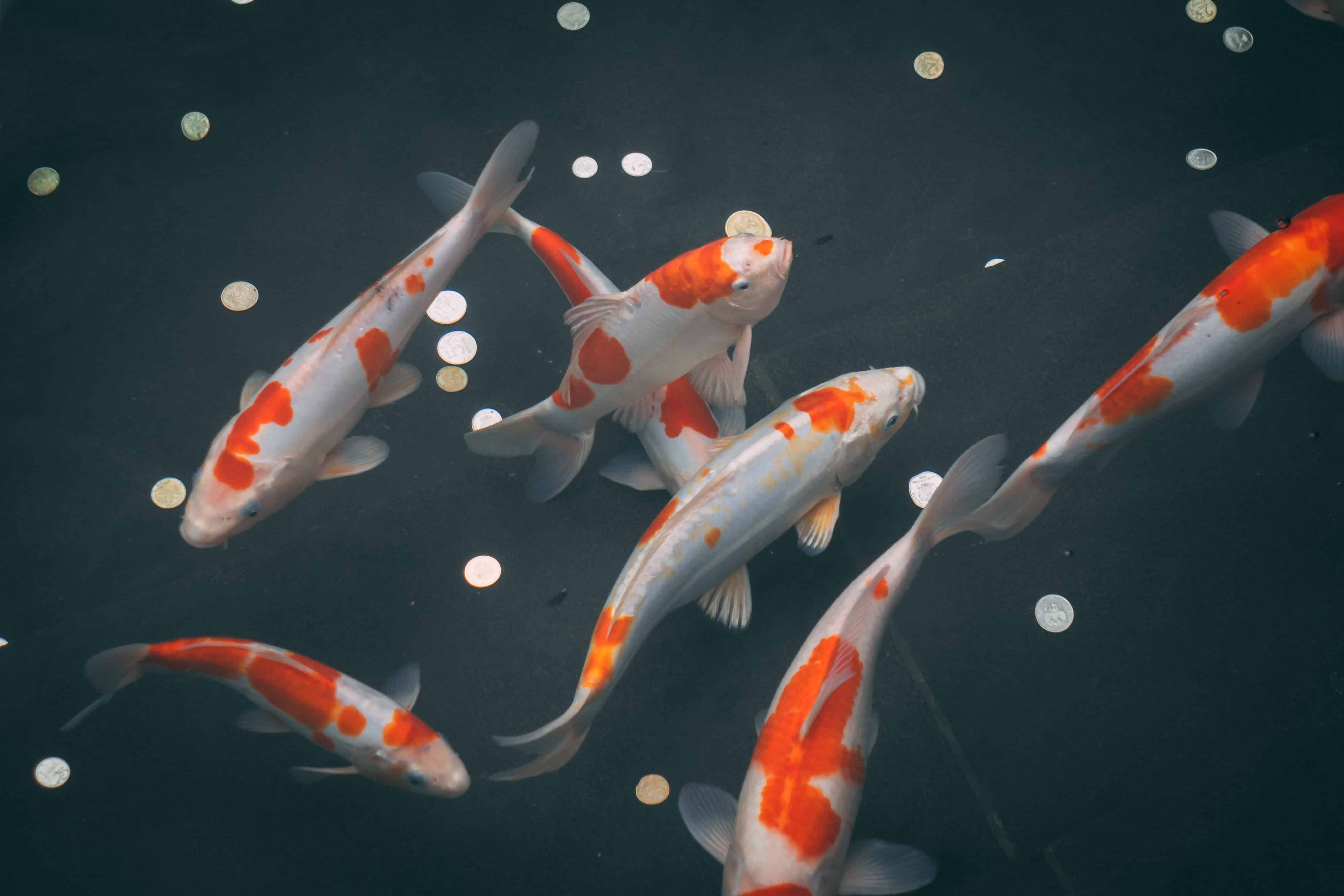 koi fish sparks search