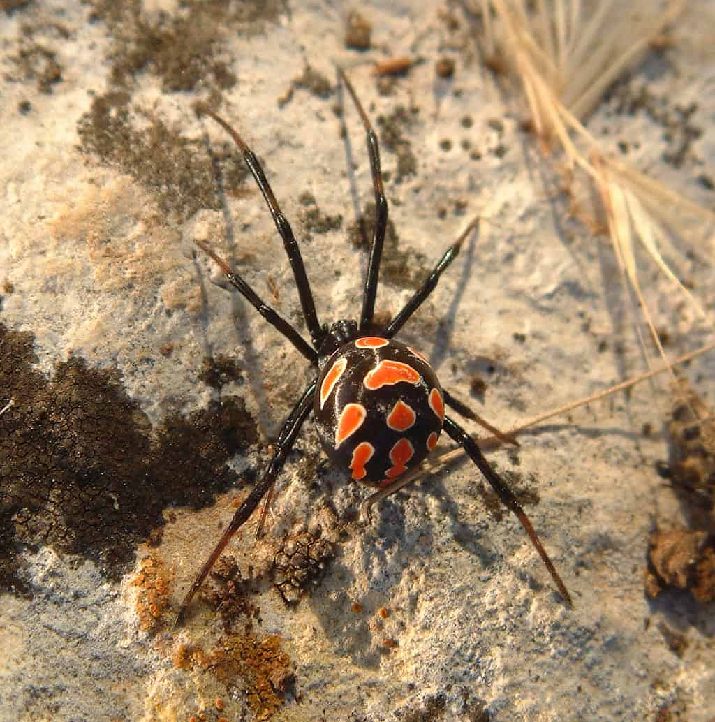 Black widow spiders: Facts about this infamous group of arachnids