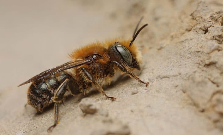 Watch Out For The 11 Types of Bees That Might Sting You - Facts.net