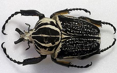 Royal Goliath beetle