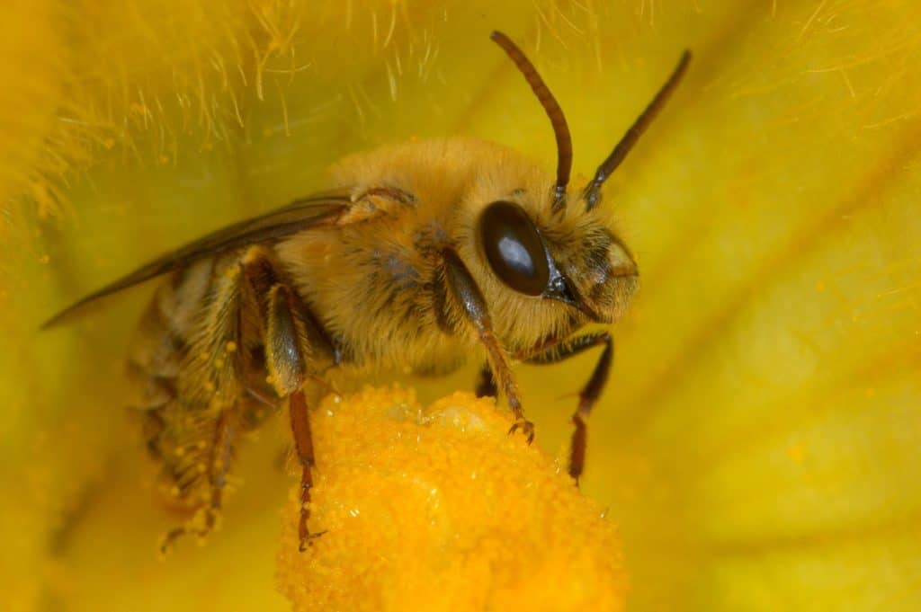 Watch Out For The 11 Types of Bees That Might Sting You