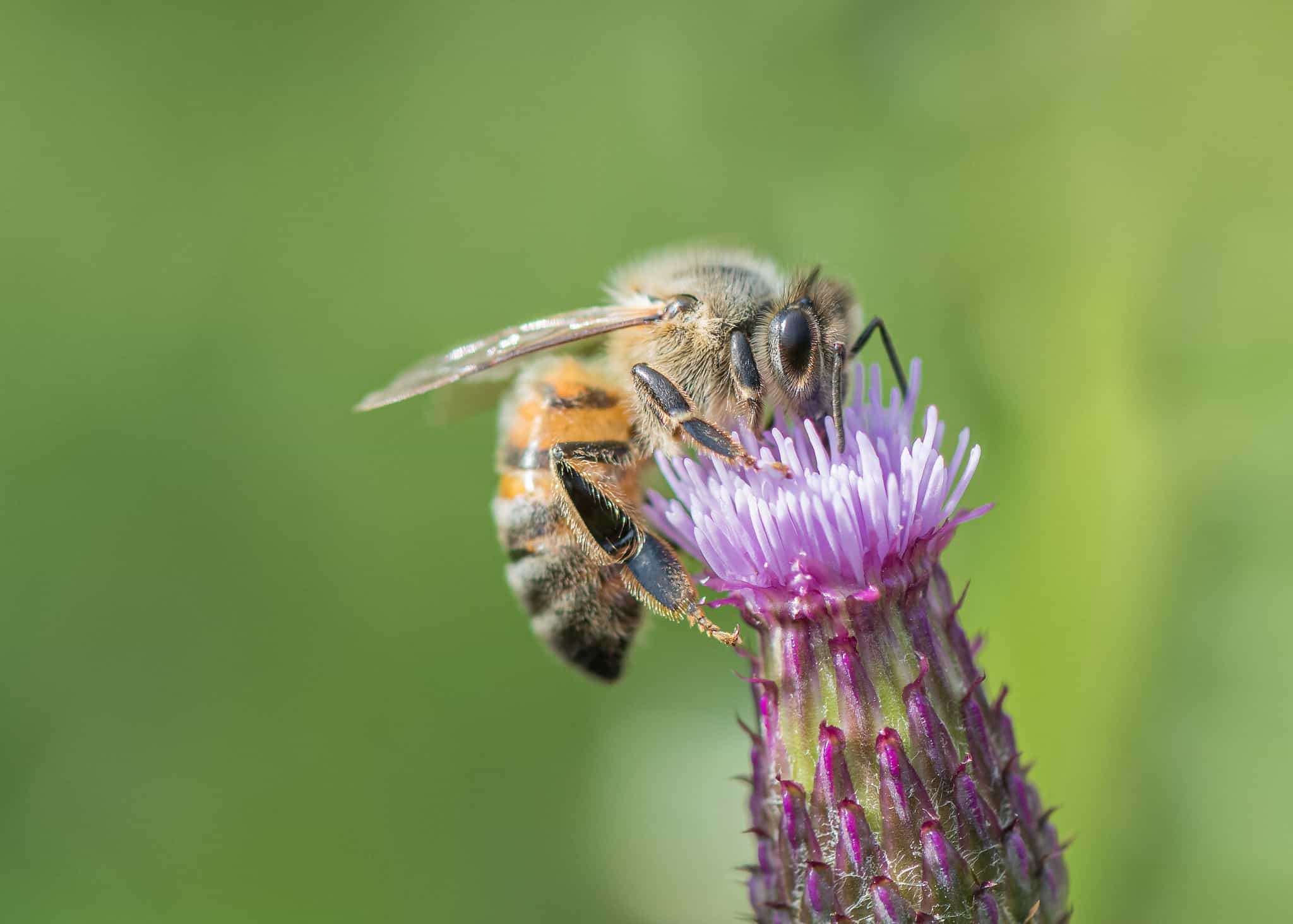 Watch Out For The 11 Types of Bees That Might Sting You | Facts.net