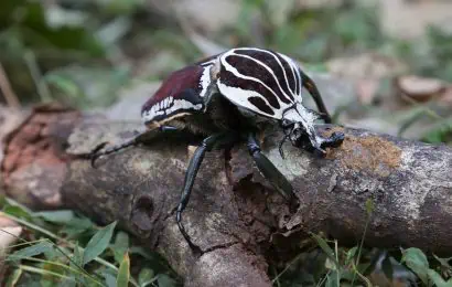 40 Goliath Beetle Facts Worlds Heaviest Insect 