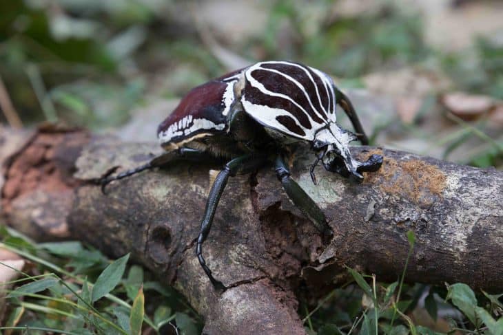 Giant African Goliath Beetle, goliath beetle facts