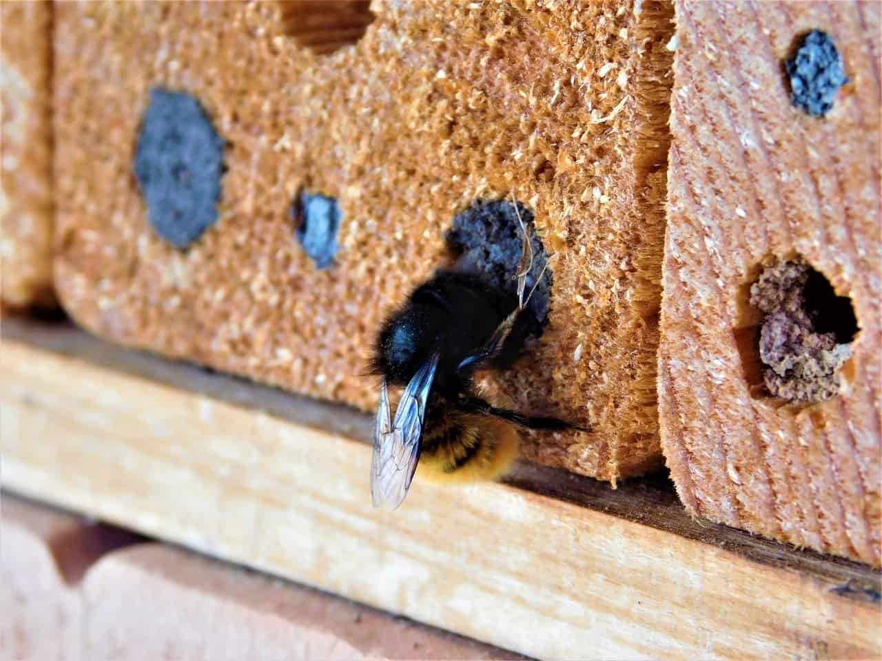 3 Truths About Carpenter Bees That May Surprise You