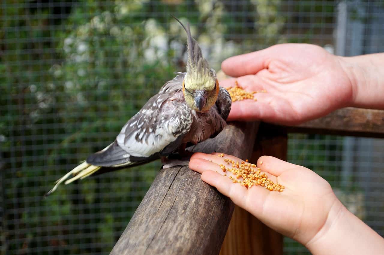 feeding, cockatiel