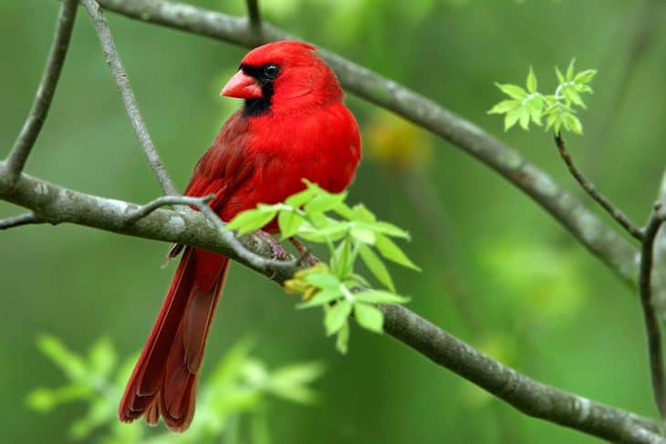 cardinal bird, cardinal bird facts