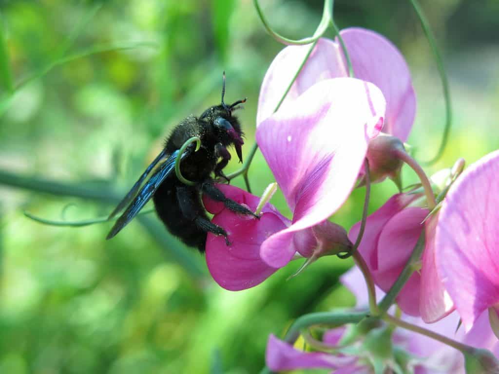 30-fun-carpenter-bee-facts-to-keep-you-buzzing-facts