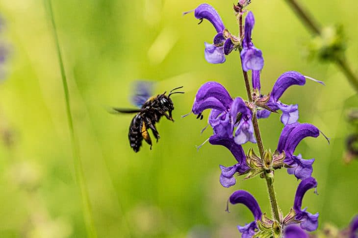 carpenter bee facts